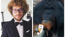 «Бату — кандидат от народа»: блогер Илья Варламов поддержал орангутана на выборах символа новогодней столицы