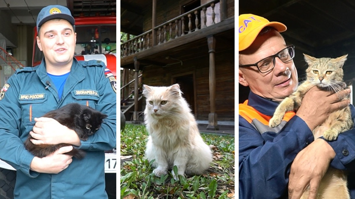 Коты на службе: как работают хвостатый пожарный, пушистый экскурсовод и полосатый водитель катка