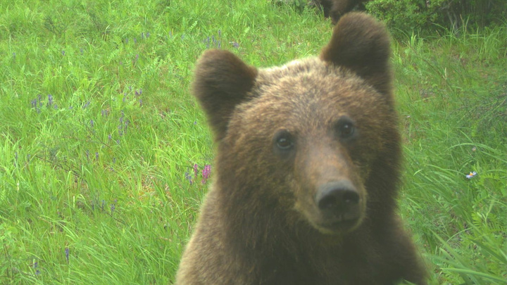 Сам себе режиссер: медведь в Саяно-Шушенском заповеднике подвинул фотоловушку, чтобы снять свое семейство