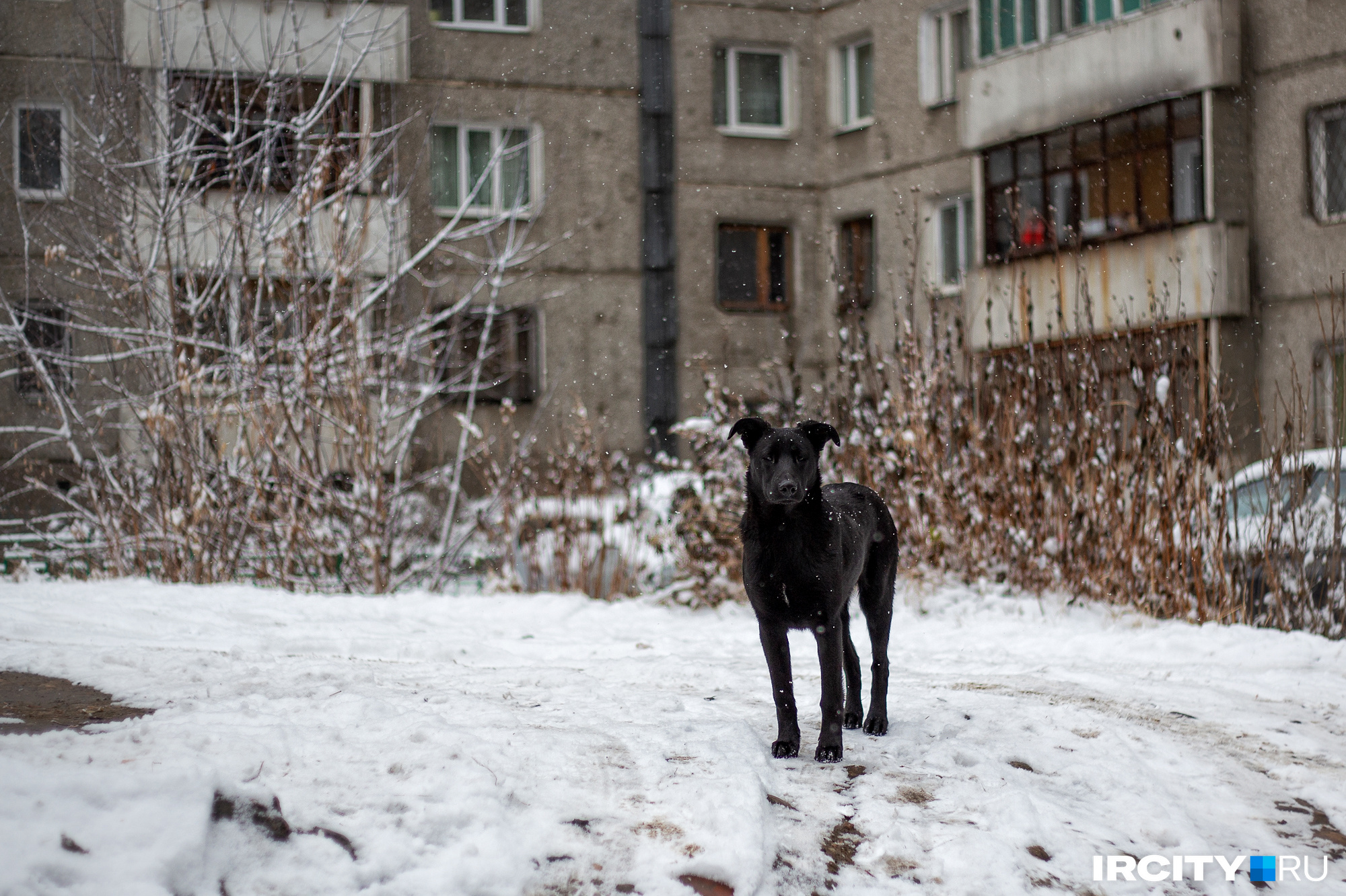 Бездомная собака покусала школьника в Усолье-Сибирском