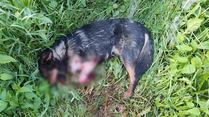 В Тюмени неизвестный выстрелил в собаку — ей разорвало челюсть
