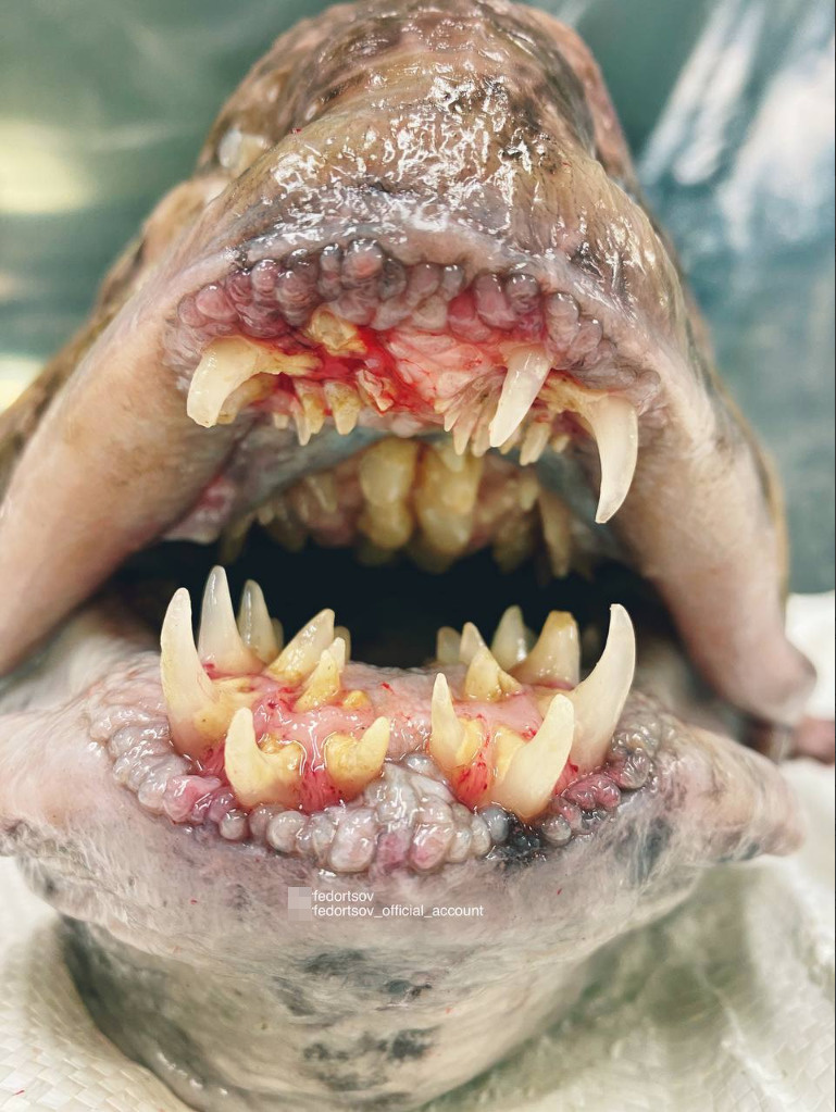 Страшный сон стоматолога. У зубатки зубы растут даже на небной кости.