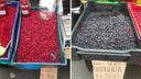 Из Березника и Пинежья: сравниваем, сколько стоят ягоды на Маргаритинке