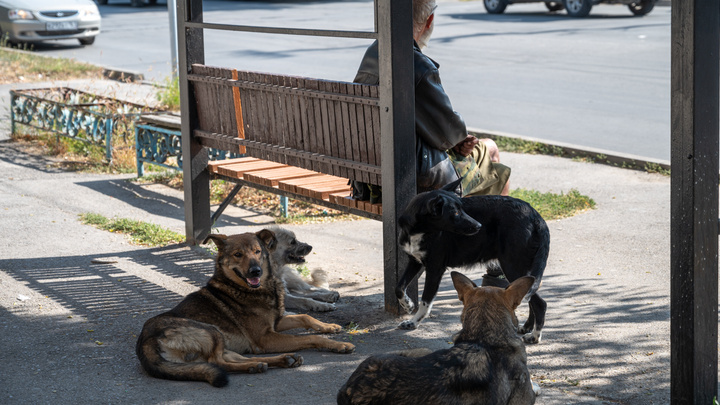 В соцсетях сообщили о нападении собак на ребенка в кузбасском городе. Прокуратура начала проверку