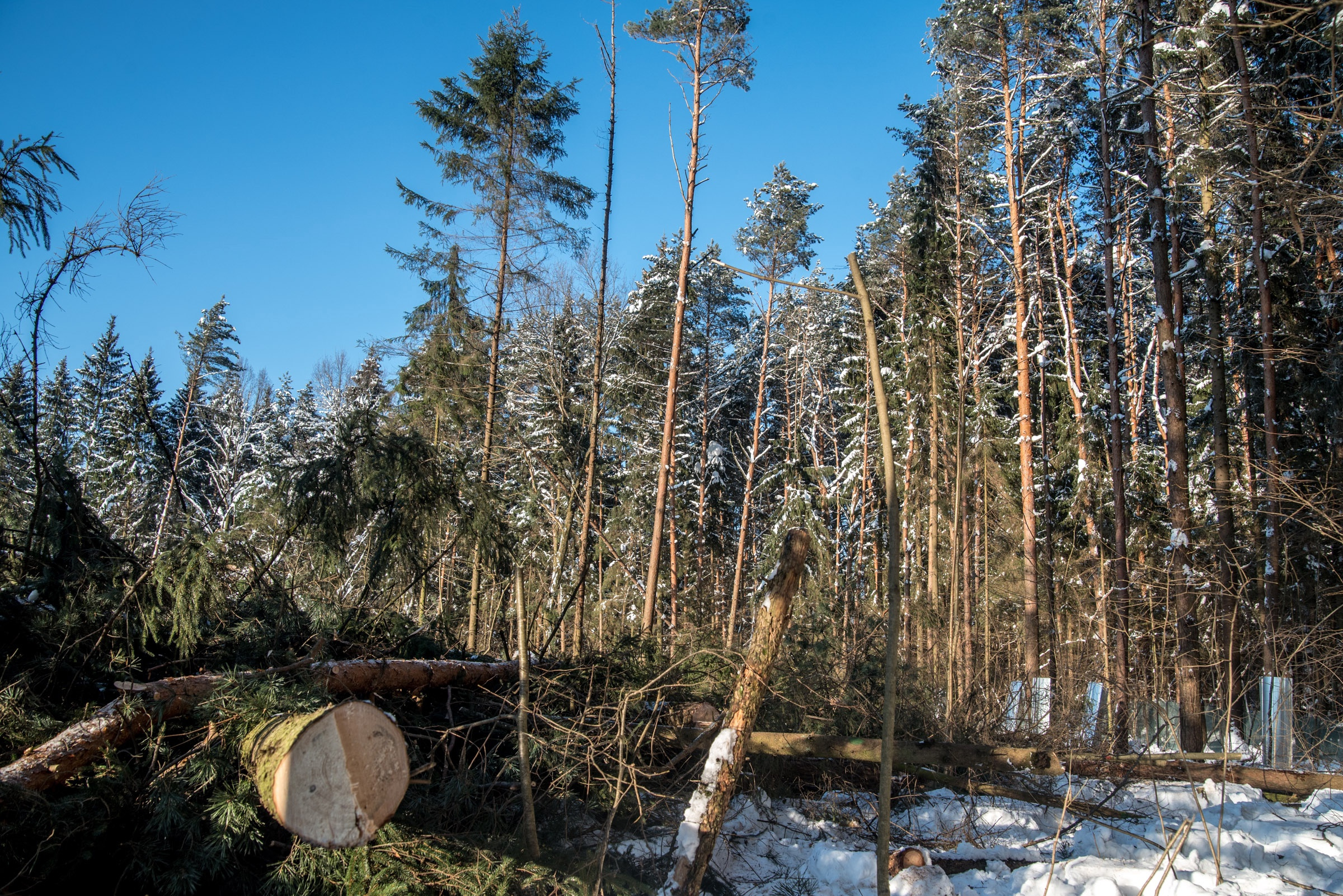 Рабочие валят лес, несмотря на просроченный срок договора пользования земельным участком, который истек 20 января