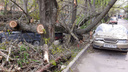 В Ростове на Сельмаше старое дерево раздавило четыре автомобиля