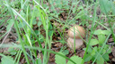 «Дожди хорошие прошли только сейчас»: белые грибы появились в лесах Новосибирской области