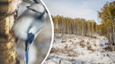 «Азиатская» белая синица с синими крыльями попала на фото новосибирского орнитолога