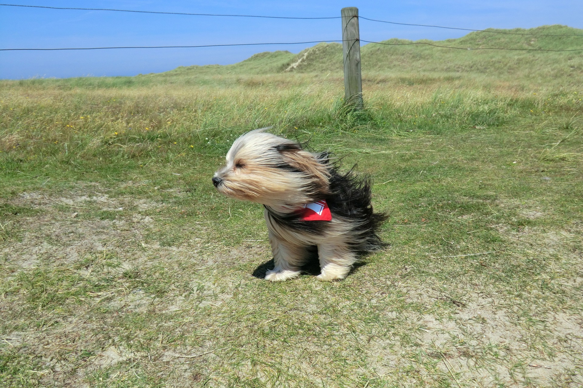 Собака на ветру