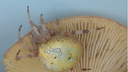 «Такой жуткий!»: грибники нашли большого желтого паука в лесу под Новосибирском
