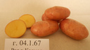 Уральские ученые вывели гигантскую картошку, которой не страшны болезни