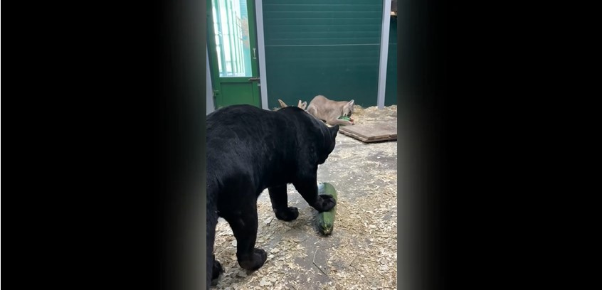 В Иркутской зоогалерее показали, как играют пантера и пума