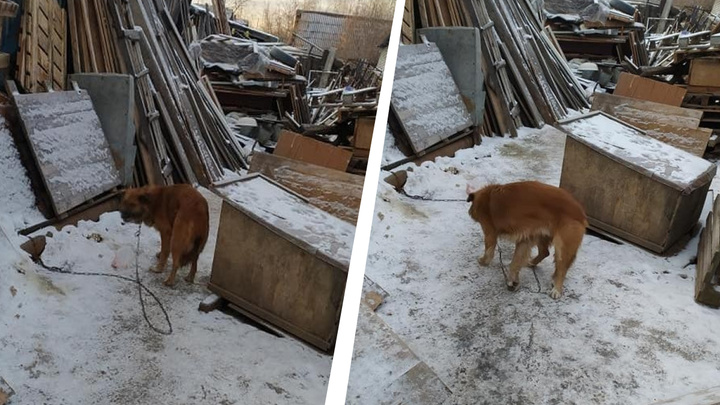 Хатико из Цыганского поселка. На ВИЗе оставленный пес преданно охраняет пустой дом
