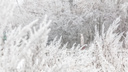 Аномальные морозы или оттепель? Синоптики дали прогноз погоды на январь в Самарской области