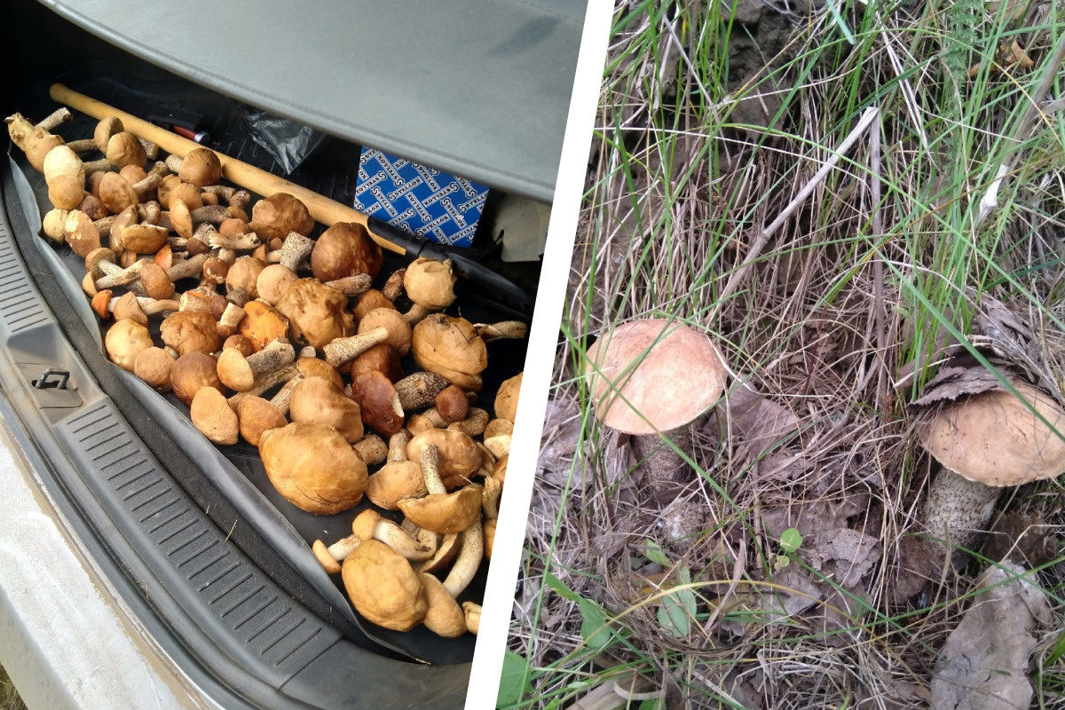 Федор собирал грибы в Новосибирском районе