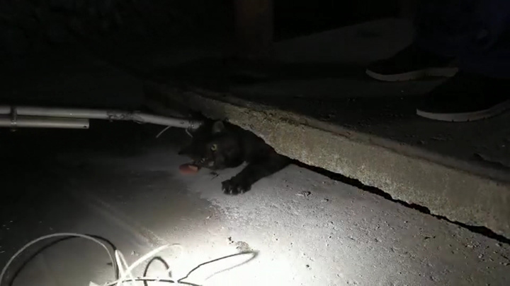 В Березовском под плиту дома провалился кот. Ради его спасения пришлось ломать бетонный блок