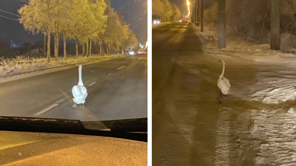 Архангелогородец заметил на дороге лебедя: полет птицы он снял на видео