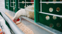 На 5% за месяц: почему выросли цены на курицу — отвечает Минсельхоз Новосибирской области