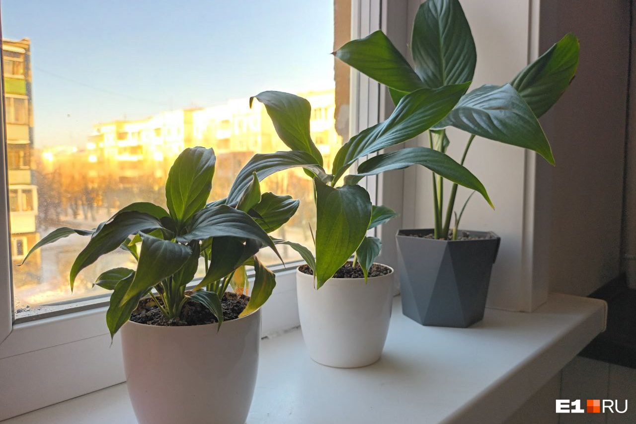 16 комнатных растений, которым нужно мало света