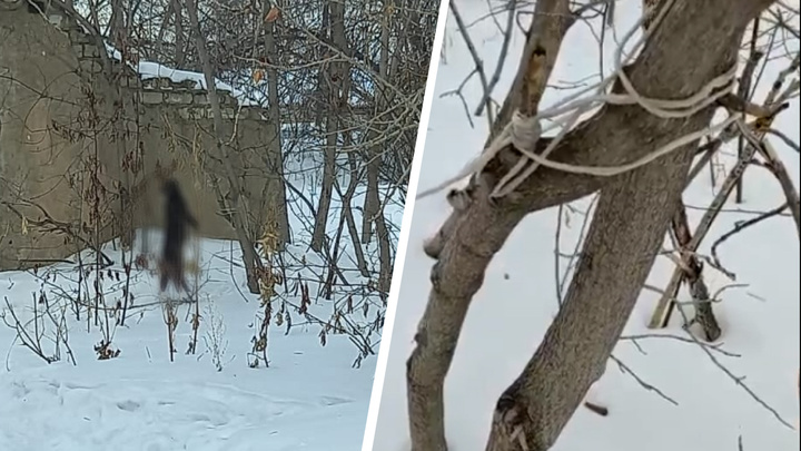 На Урале нашли труп кошки, повешенной на дереве. Похоже, что ее убили дети