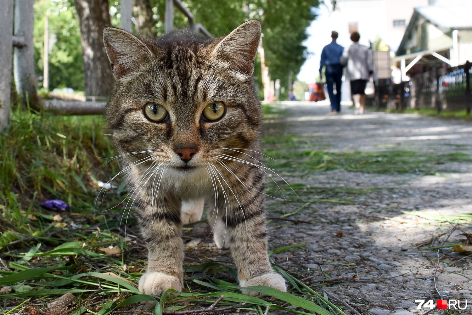 Невозмутимый уфалейский кот терпеливо переждал фотосессию и пошел дальше боцманской походкой
