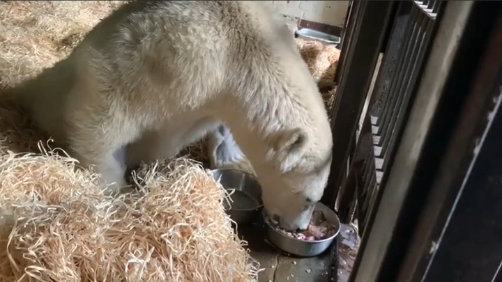 Гендиректор Московского зоопарка рассказала, как чувствует себя медведь из Диксона