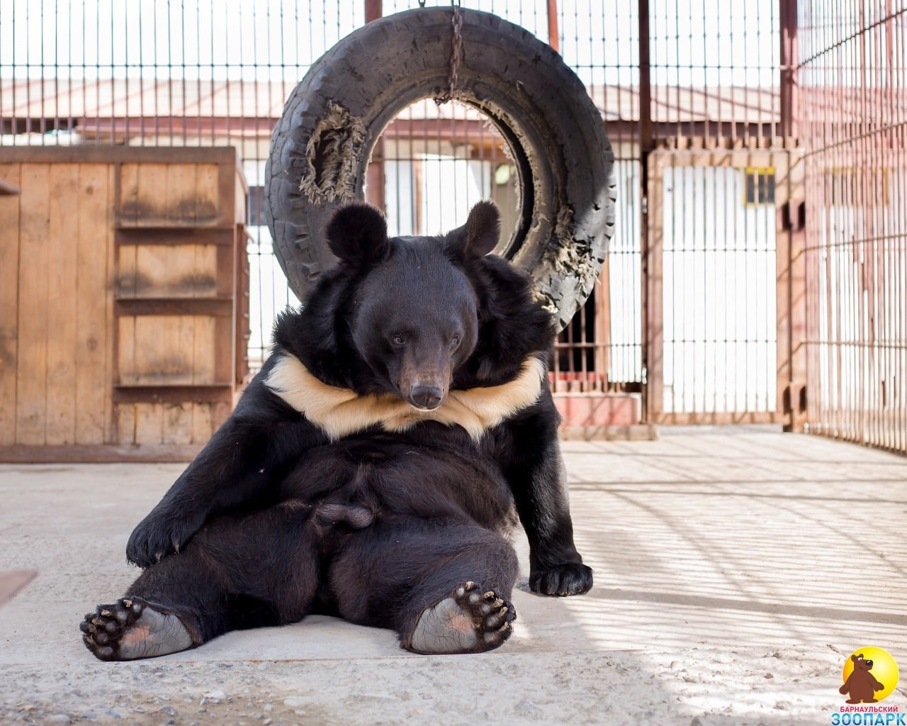 Переехавший в Барнаул из Читы медведь Жора умер в зоопарке