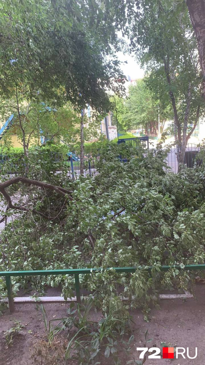 На улице Александра Логунова деревья тоже не выдержали порывов ветра На улице Александра Логунова деревья тоже не выдержали порывов ветра