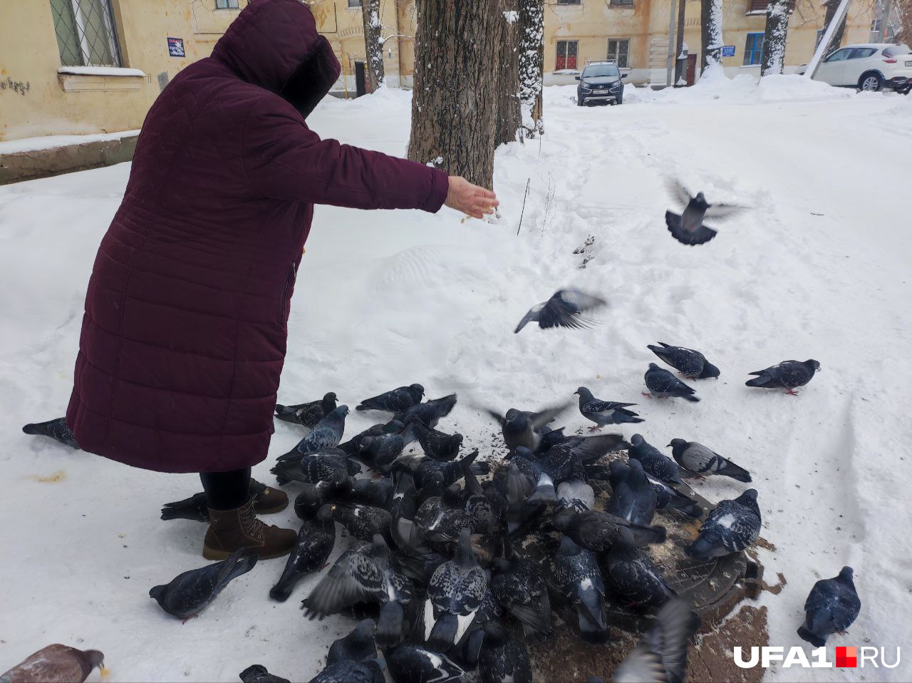 Голуби слетаются со всей округи как по расписанию