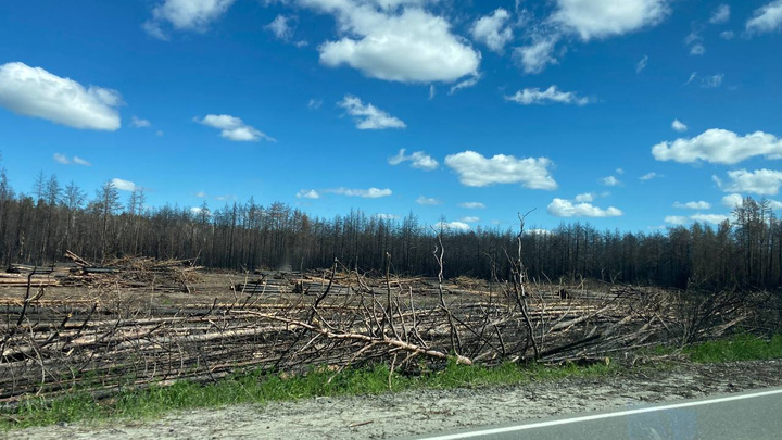 Под Муллашами рубят сгоревшие в прошлом году деревья. Зачем?