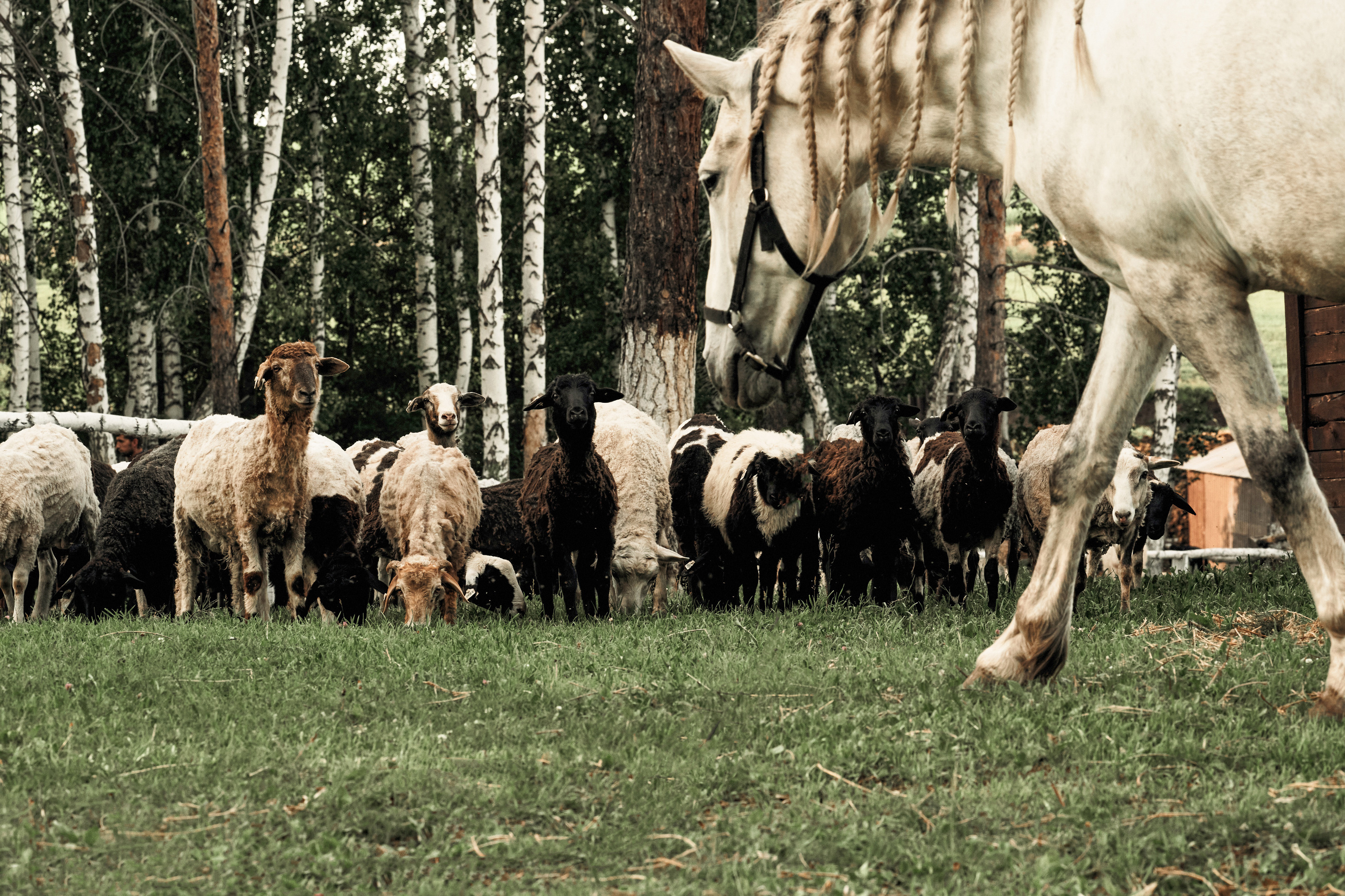 Питомцы «Шарье» живут в больших комфортных вольерах, свободно гуляют и пасутся на лугах с сочной травой