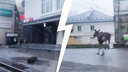В панике несся по тротуару: горожане сняли в центре Ярославля заблудившегося лося