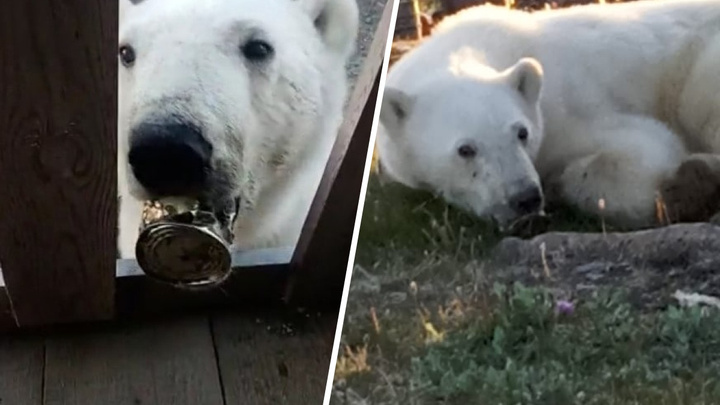 Полярный медведь в Диксоне застрял в консервной банке и вышел за помощью к людям: следим за спасением онлайн