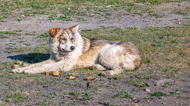 Трехногая собака укусила за спину ребенка на глазах у очевидцев в Краснокаменске