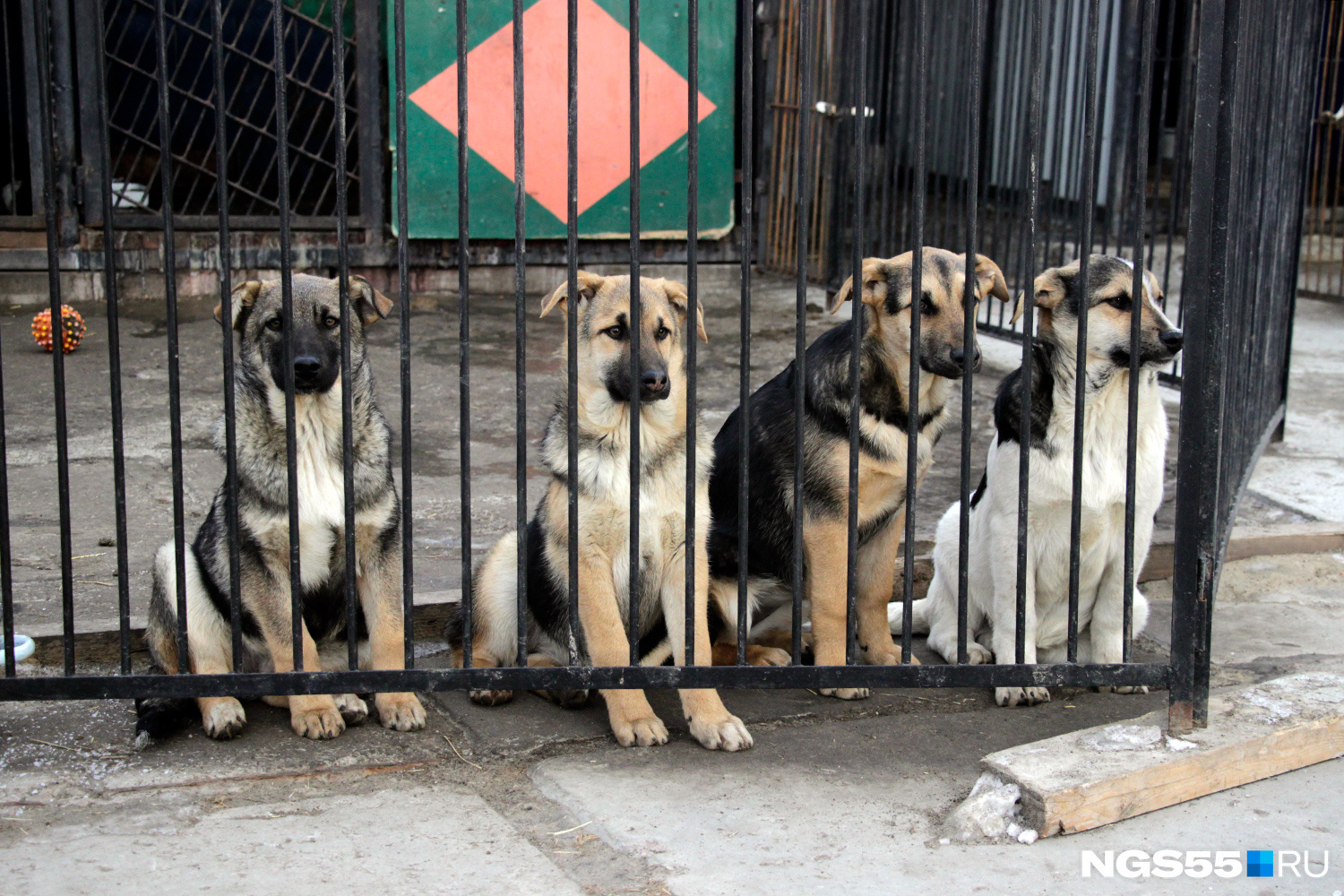 Меценат спас от закрытия приют для животных «Рыжая моська» в Чите