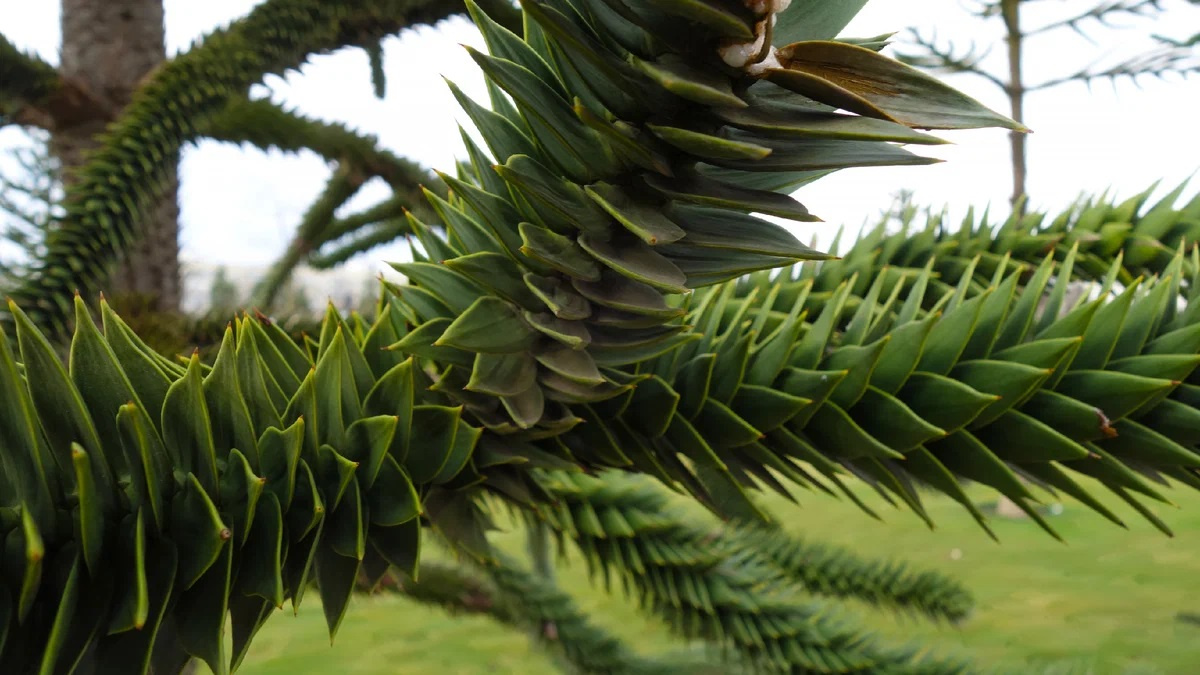 Араукария чилийская. Кожистые ветви и ствол реликтового дерева, видавшего динозавров на нашей планете