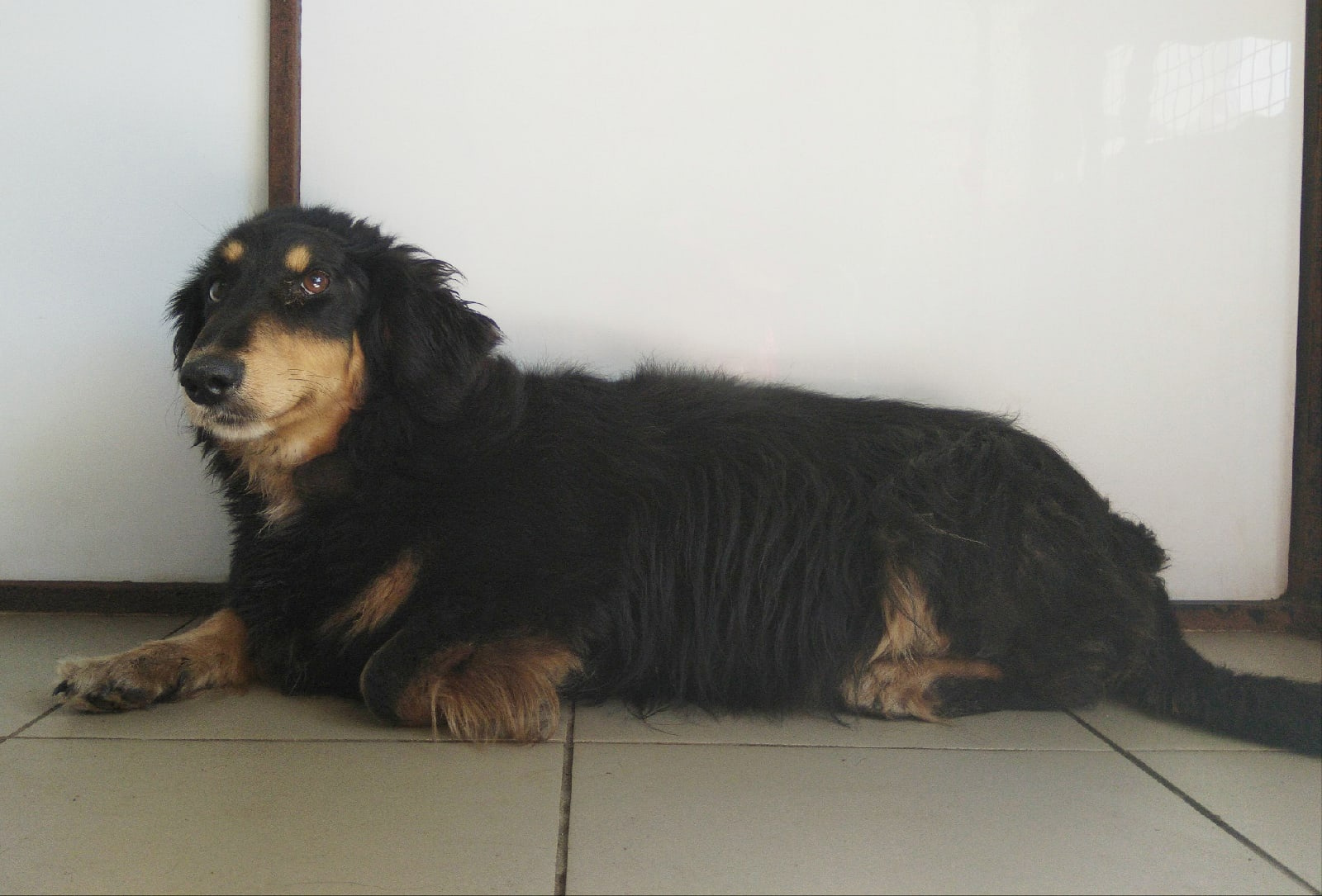 Щенки в коряжме. Собаки коряжма. Собаки коряжма. Собаки коряжма. Выглядят мертвые собаки.