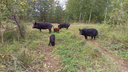 На Первомайке новосибирец наткнулся на семью черных свиней