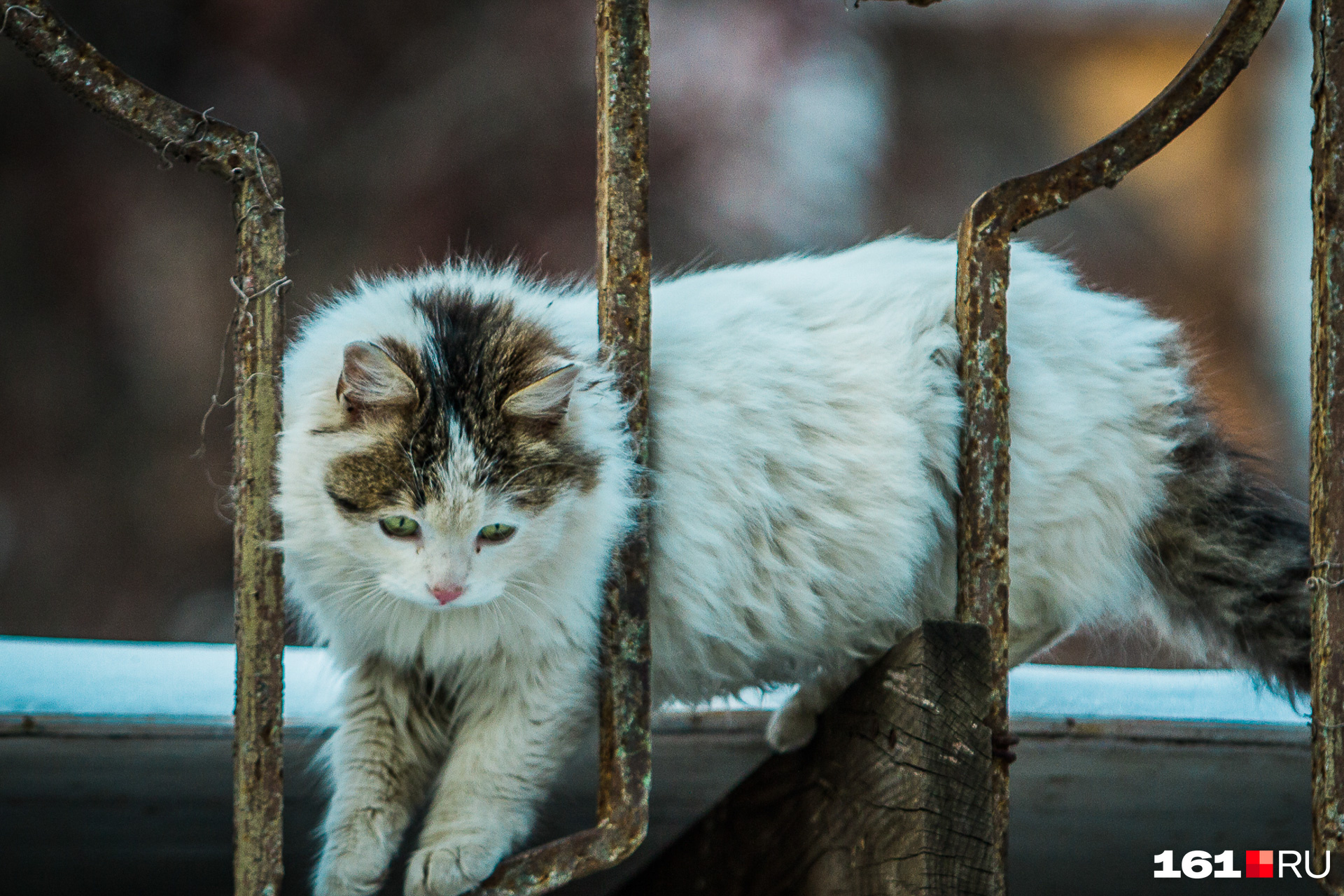 Животных изымут из незаконного приюта «Кошкина мама» в Чите