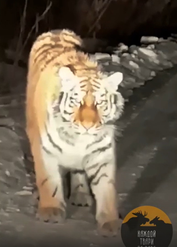 Кадр из видео на канале «<a href="https://vk.com/kazdoytvaripopare?w=wall-147416952_5761" class="io-leave-page _" target="_blank">Каждой твари по паре</a>»