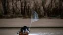 Попытка провалилась. Жители Новосибирска снова не поймали утку, которая замерзает на реке Иня