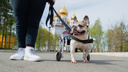 Бульдог на колесиках: ветеринар из Архангельска спасла собаку, которую принесли на усыпление