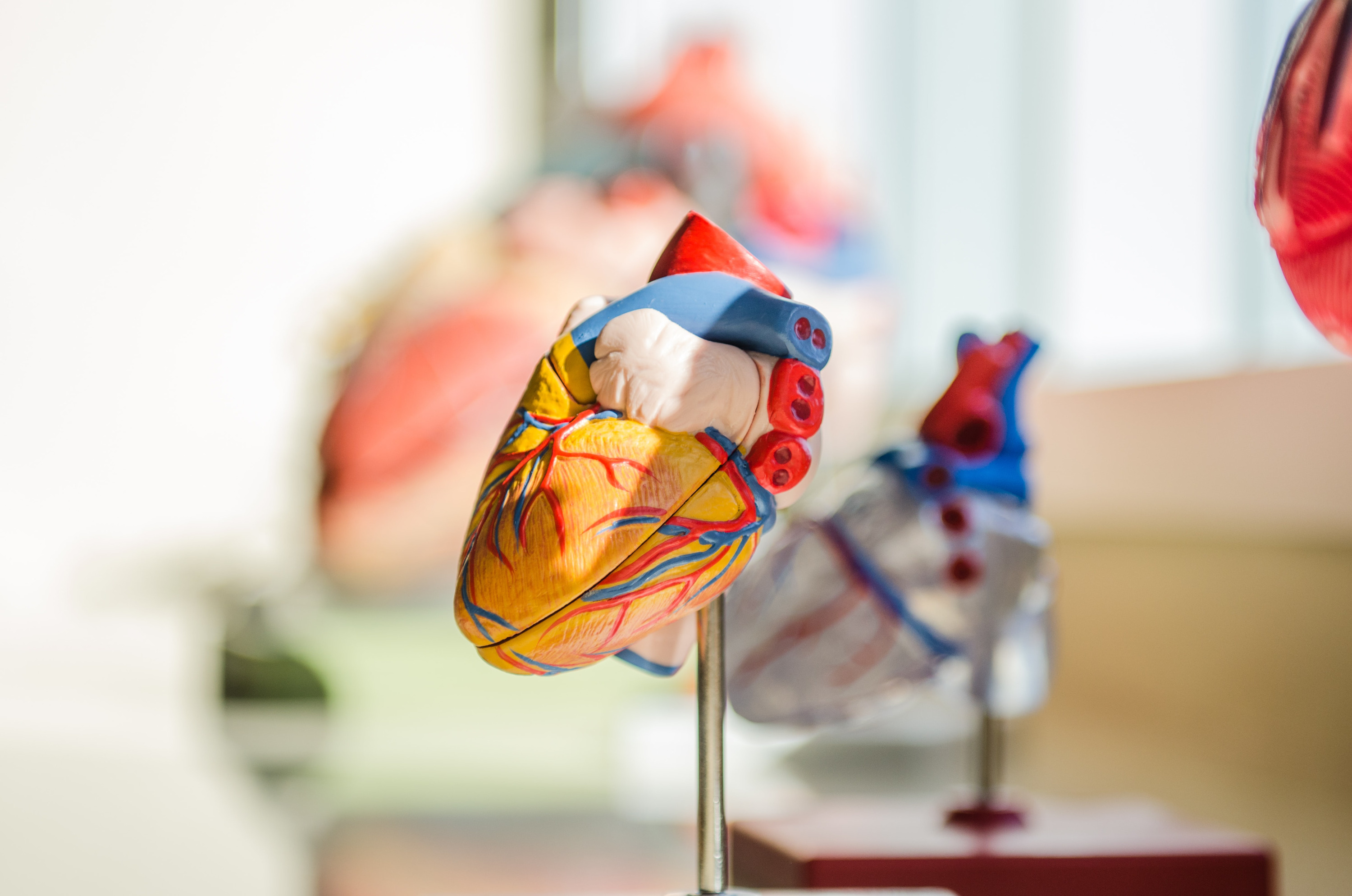 Сердце — главная мышца в организме