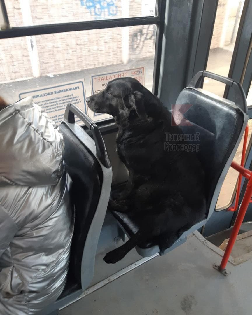 Собаку никто не выгоняет Собаку никто не выгоняет