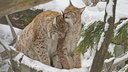 Рыси встречают весну: милое видео с ухаживаниями больших кошек сняли в Новосибирском зоопарке