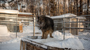 «Заоблачные цифры»: мэрии Новосибирска нужно около 300 млн рублей для решения проблемы бездомных собак