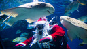 Санта-Клаус ушел под воду кормить акул — <nobr class="_">10 захватывающих</nobr> фото из новосибирского дельфинария