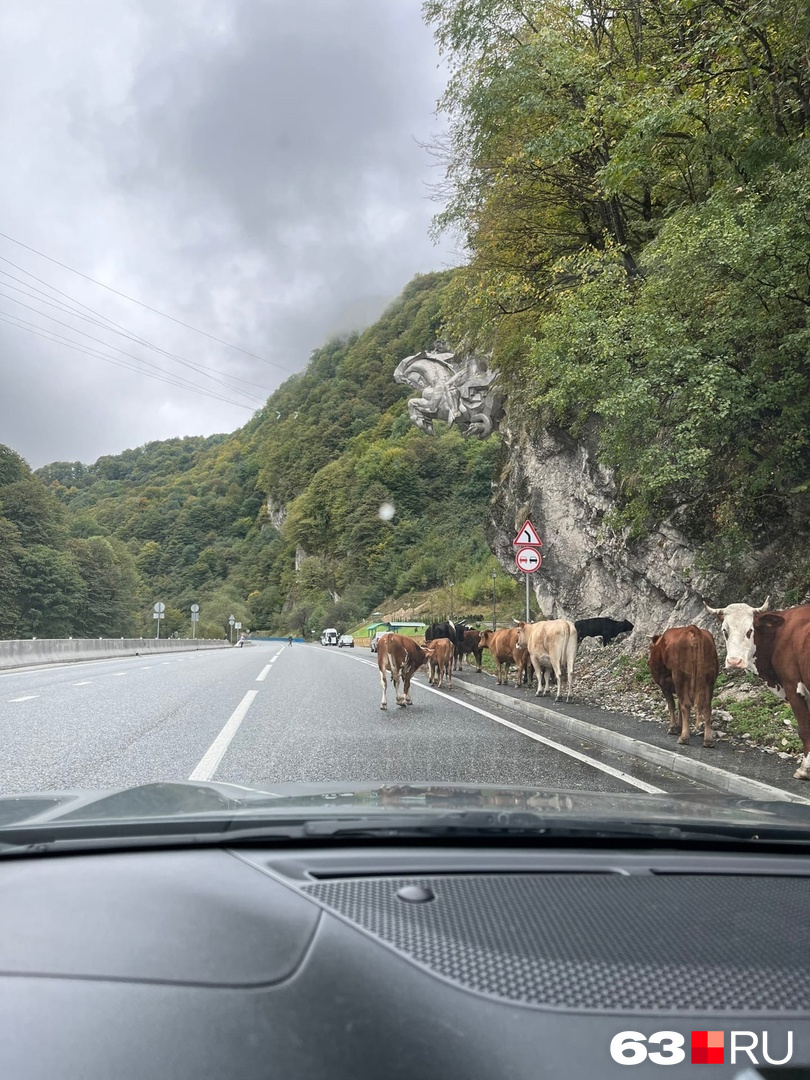 Коровы на дороге — привычная картина на Кавказе