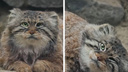 Манул Зеленогорск уснул на хвосте: милое видео из Новосибирского зоопарка