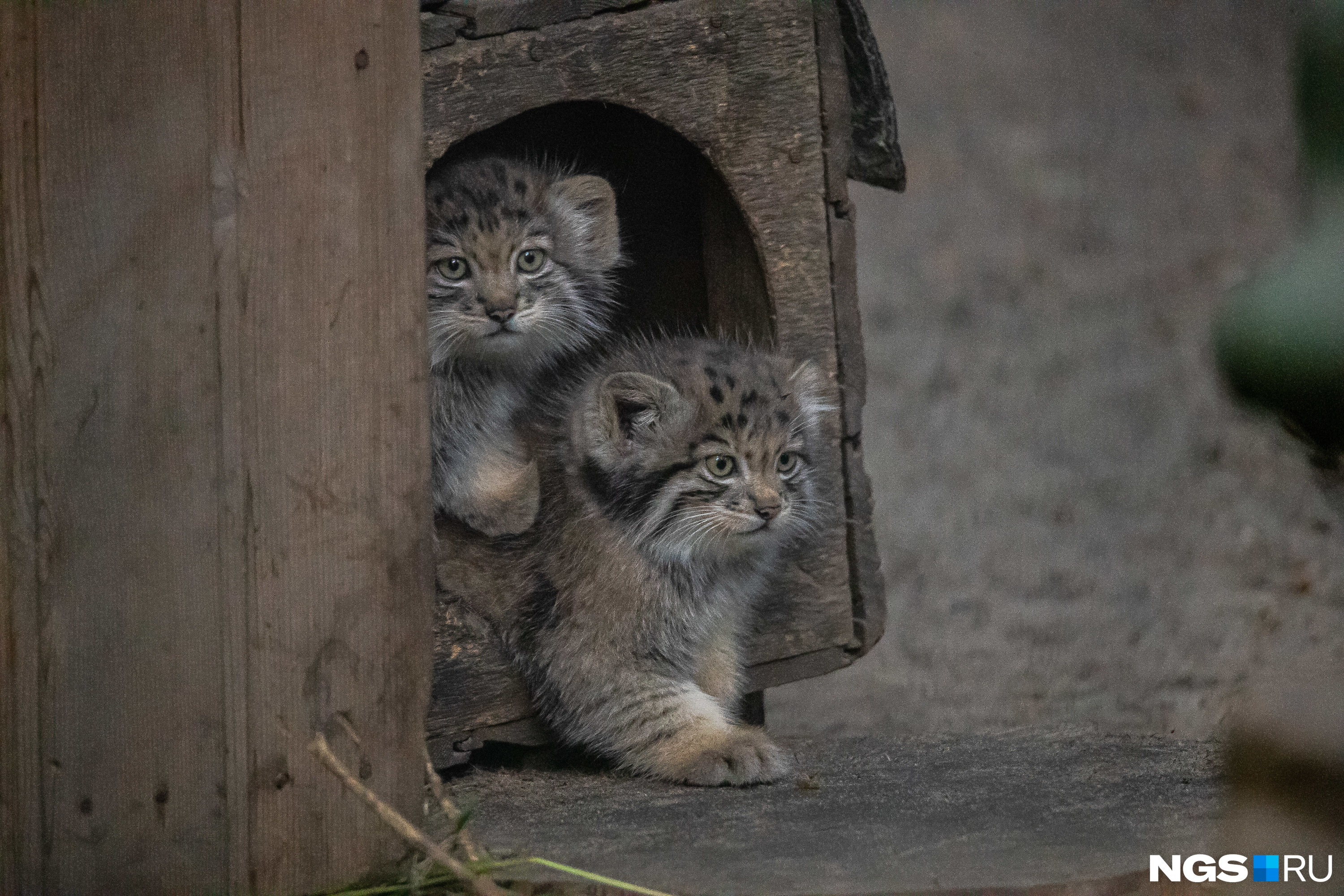 Кошки зоопарк